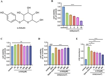 α-Arbutin ameliorates UVA-induced photoaging through regulation of the SIRT3/PGC-1α pathway